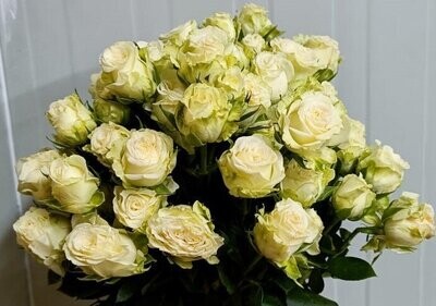 Bunch Of White Baby Rose 10Pcs 50AED