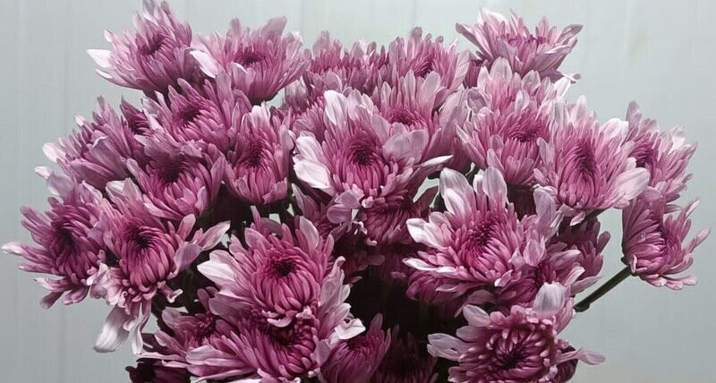 Bunch Of Pink Chrysanthemum 10Pcs 50AED