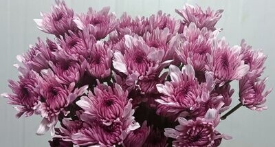 Bunch Of Pink Chrysanthemum 5Pcs 30AED