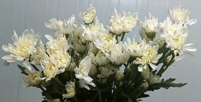 Bunch Of White Chrysanthemum 10Pcs 50AED