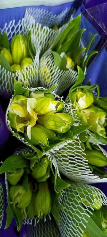 Bunch Of White Astromaria 10Pcs 50AED