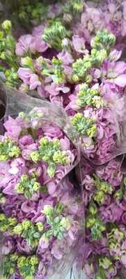 Bunch Of Pink Mathiola 10Pcs 50AED