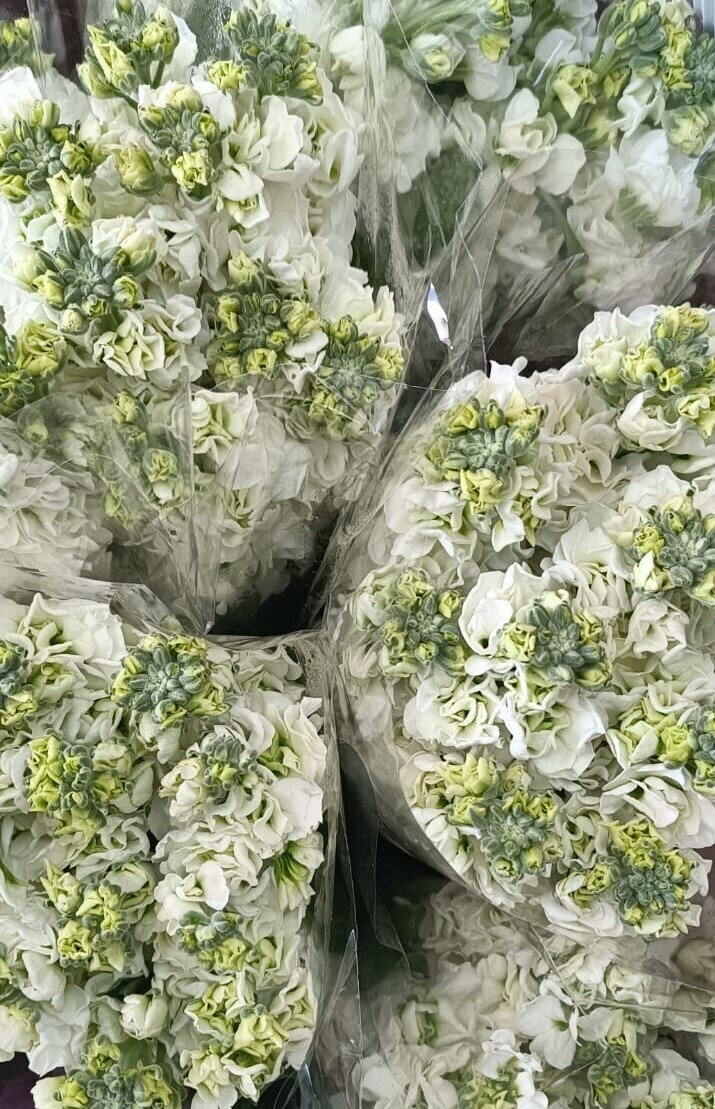 Bunch Of White Mathiola 10Pcs 50AED