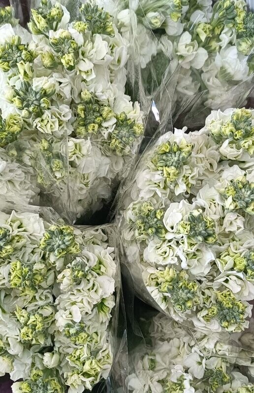 Bunch Of White Mathiola 10Pcs 50AED