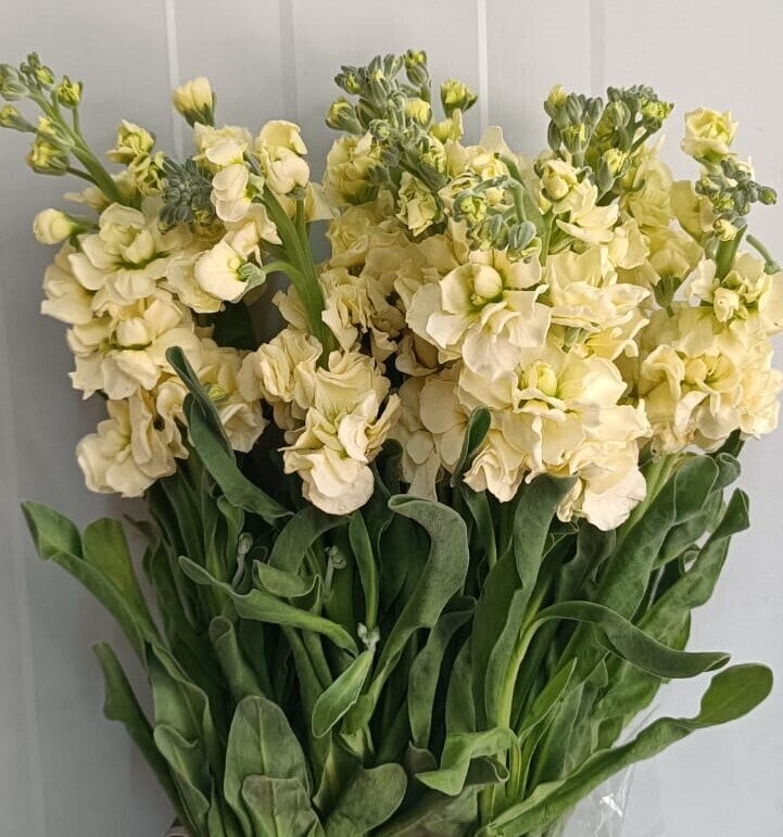 Bunch Of Yellow Mathiola 10Pcs 50AED