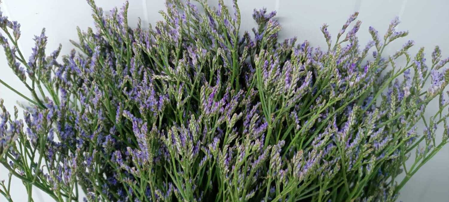 Bunch Of Limonium Blue 20Pcs 50AED