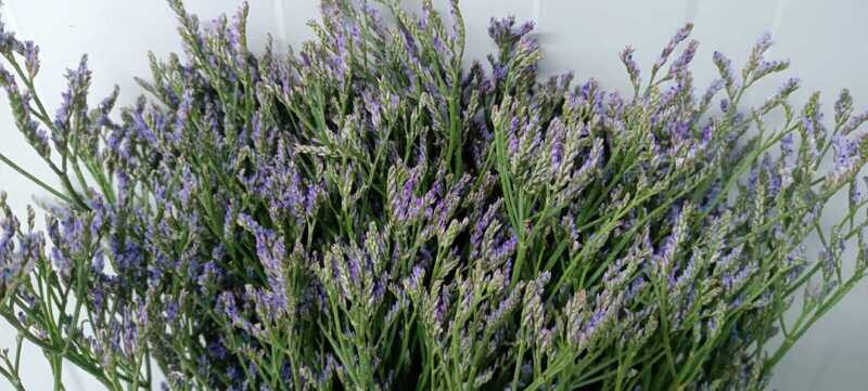 Bunch Of Limonium Blue 20Pcs 50AED