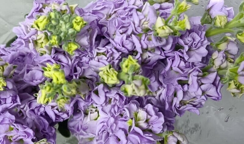 Bunch Of Lite Purple Mathiola 10Pcs 50AED