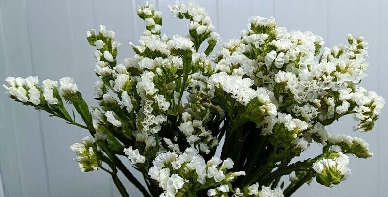 Bunch Of White Static 10Pcs 50AED
