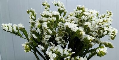 Bunch Of White Static 10Pcs 50AED
