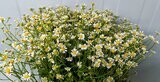 Bunch Of Tanacetum 10Pcs 50AED