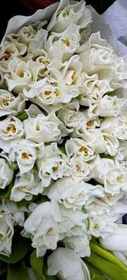 Bunch Of Design White Tulips 10Pcs 70AED