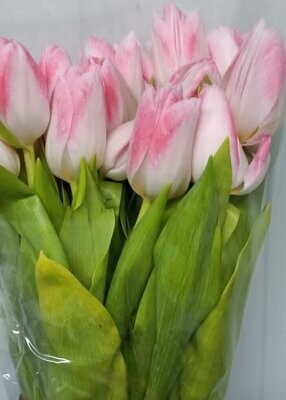Bunch Of Pink Tulips 10Pcs 50AED