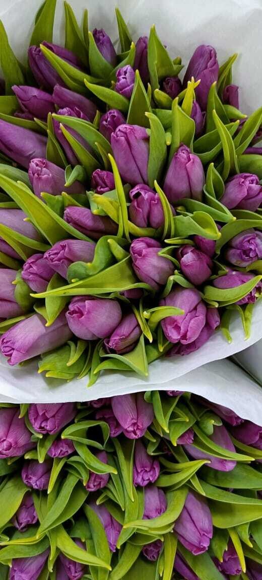 Bunch Of Purple Tulips 10Pcs 50AED
