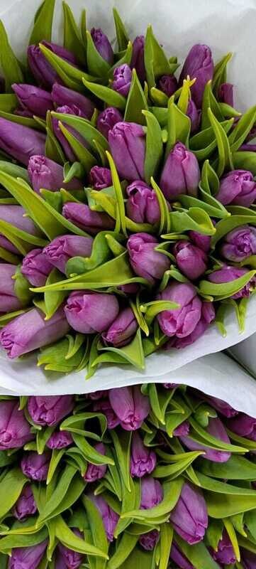 Bunch Of Purple Tulips 10Pcs 50AED