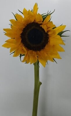 Bunch Of Sun Rich Flower 5Pcs 50AED