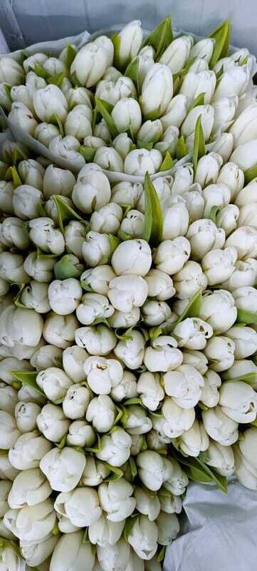 Bunch Of White Tulips 10Pcs 60AED