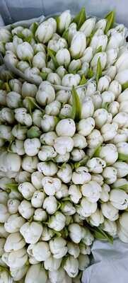 Bunch Of White Tulips 10Pcs 60AED