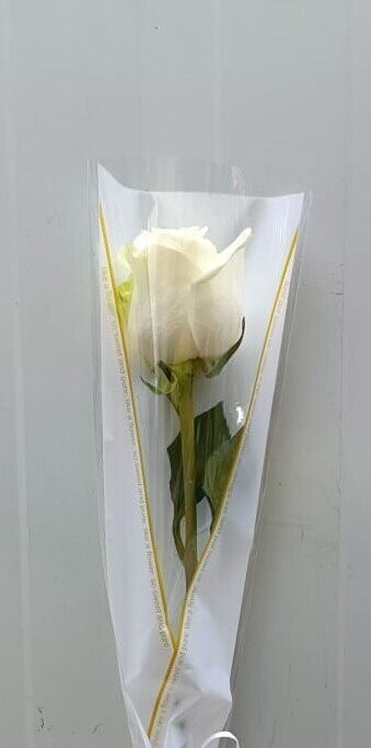 Arranged White Single Pieces 10Pcs 35AED