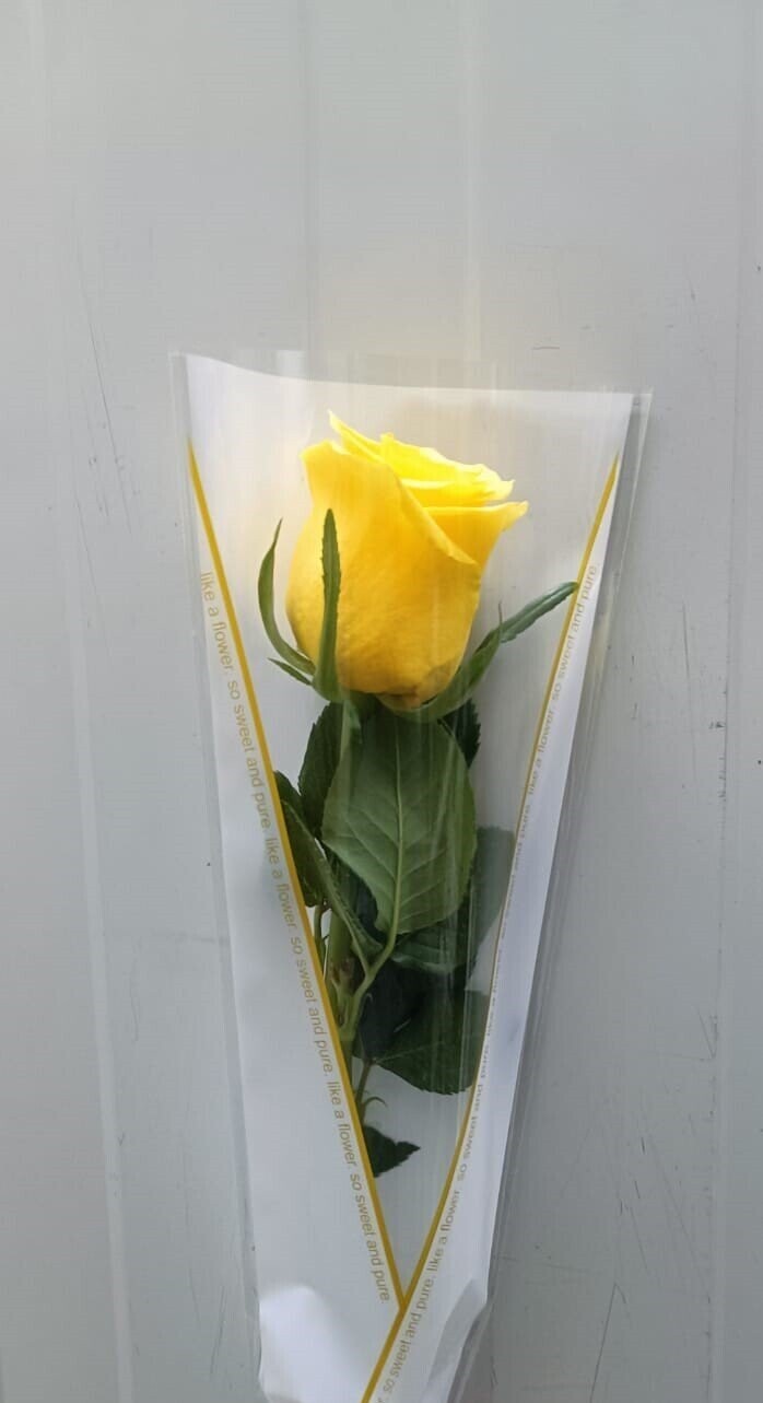 Arranged Yellow Single Pieces 10Pcs 35AED