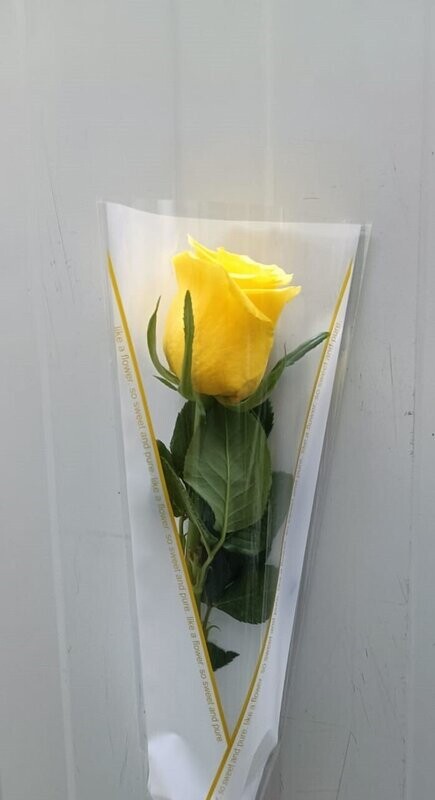 Arranged Yellow Single Pieces 10Pcs 35AED