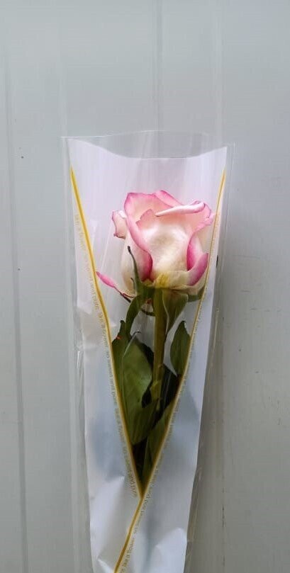Arranged Double Pink  Single Pieces 10Pcs 35AED
