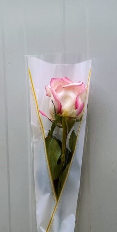 Arranged Double Pink  Single Pieces 10Pcs 35AED