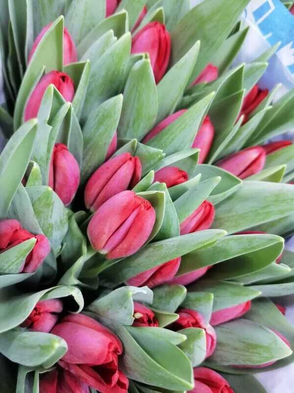 Bunch Of Red Tulips 10Pcs 50AED