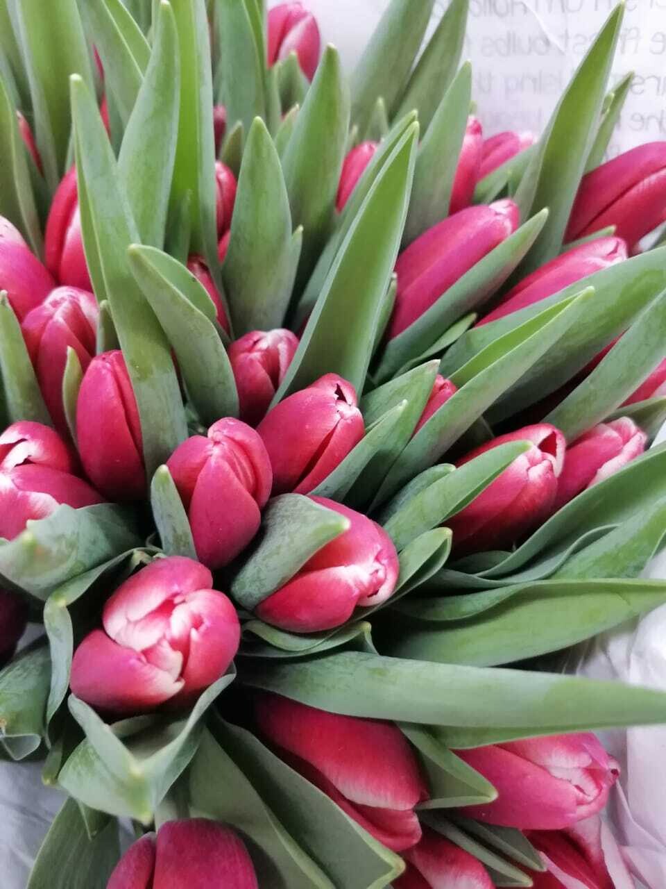 Bunch Of Dark Pink Tulips 10Pcs 50AED
