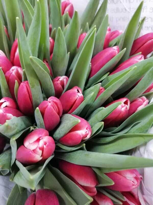 Bunch Of Dark Pink Tulips 10Pcs 50AED