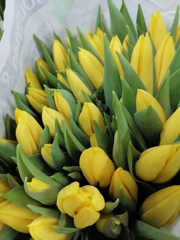 Bunch Of Yellow Tulips 10Pcs 50AED
