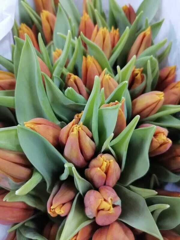Bunch Of Orange Tulips 10Pcs 50AED