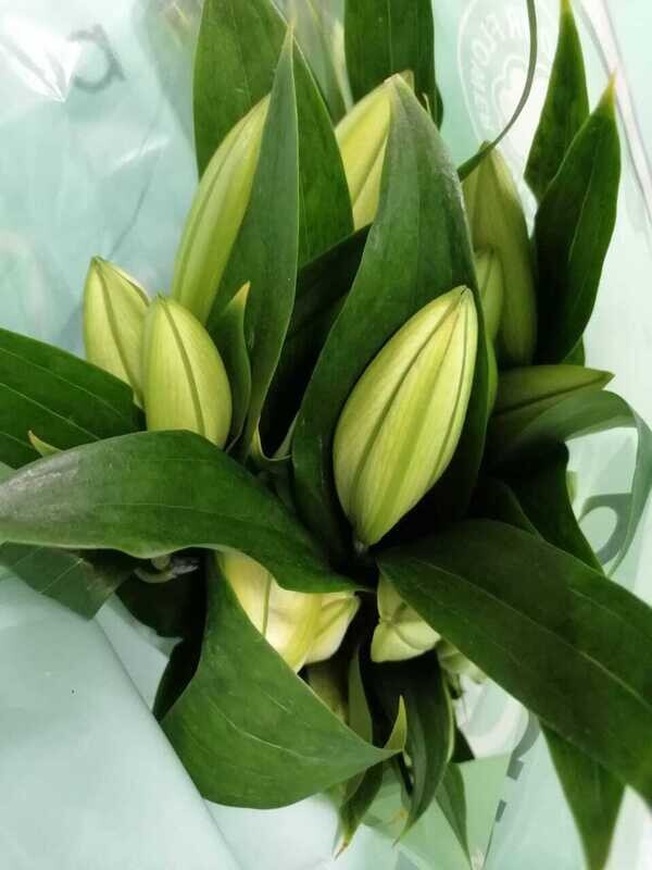 Bunch Of White Lily 10Pcs 100AED