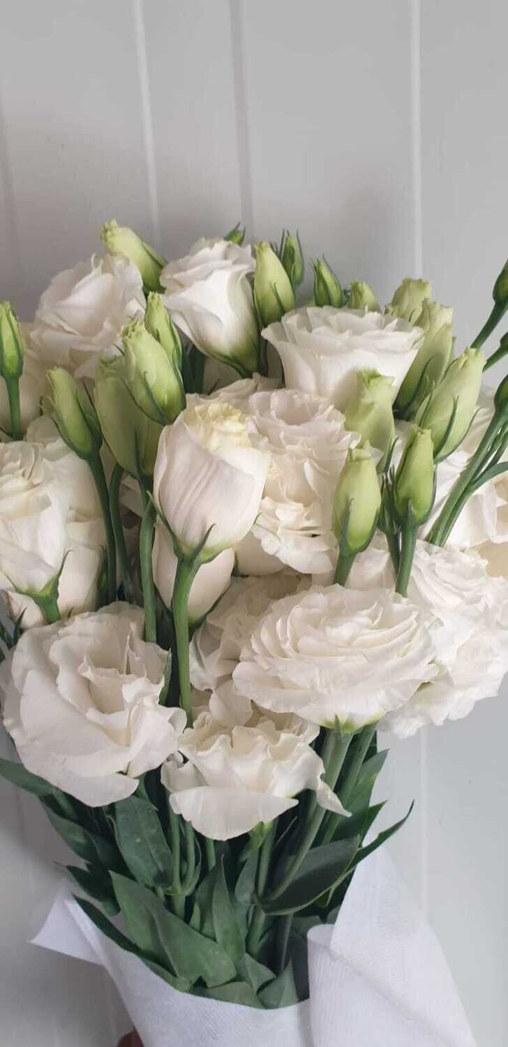Estamo    10 pcs bunch 50 AED