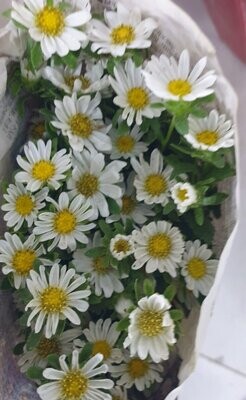 Flowers Collection