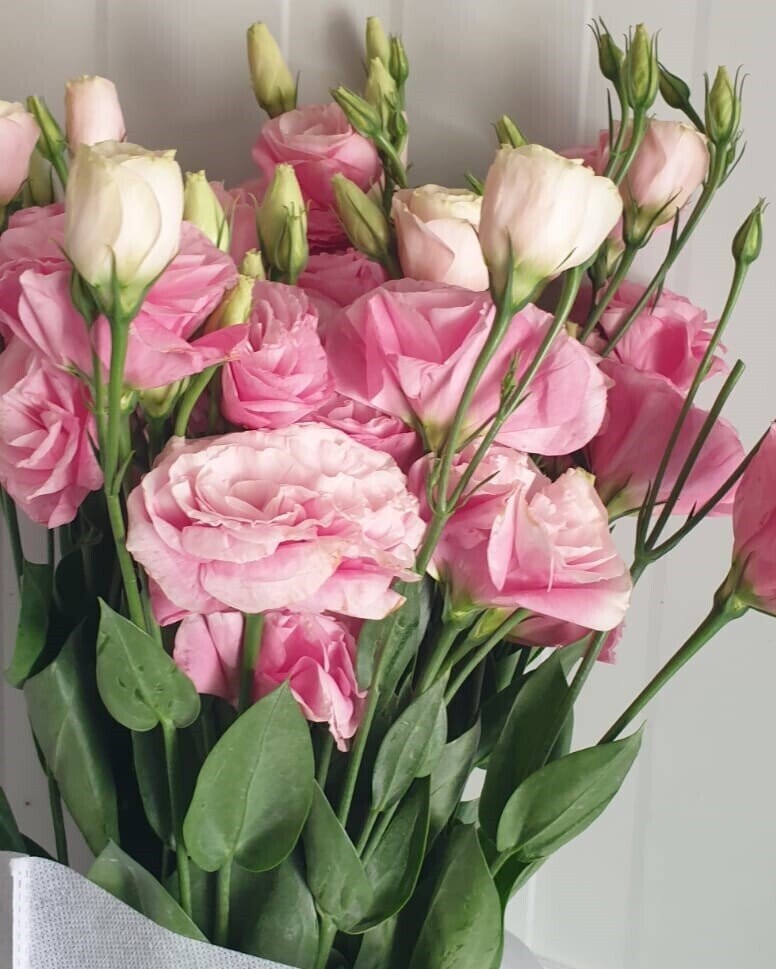 ESTOMA  Pink