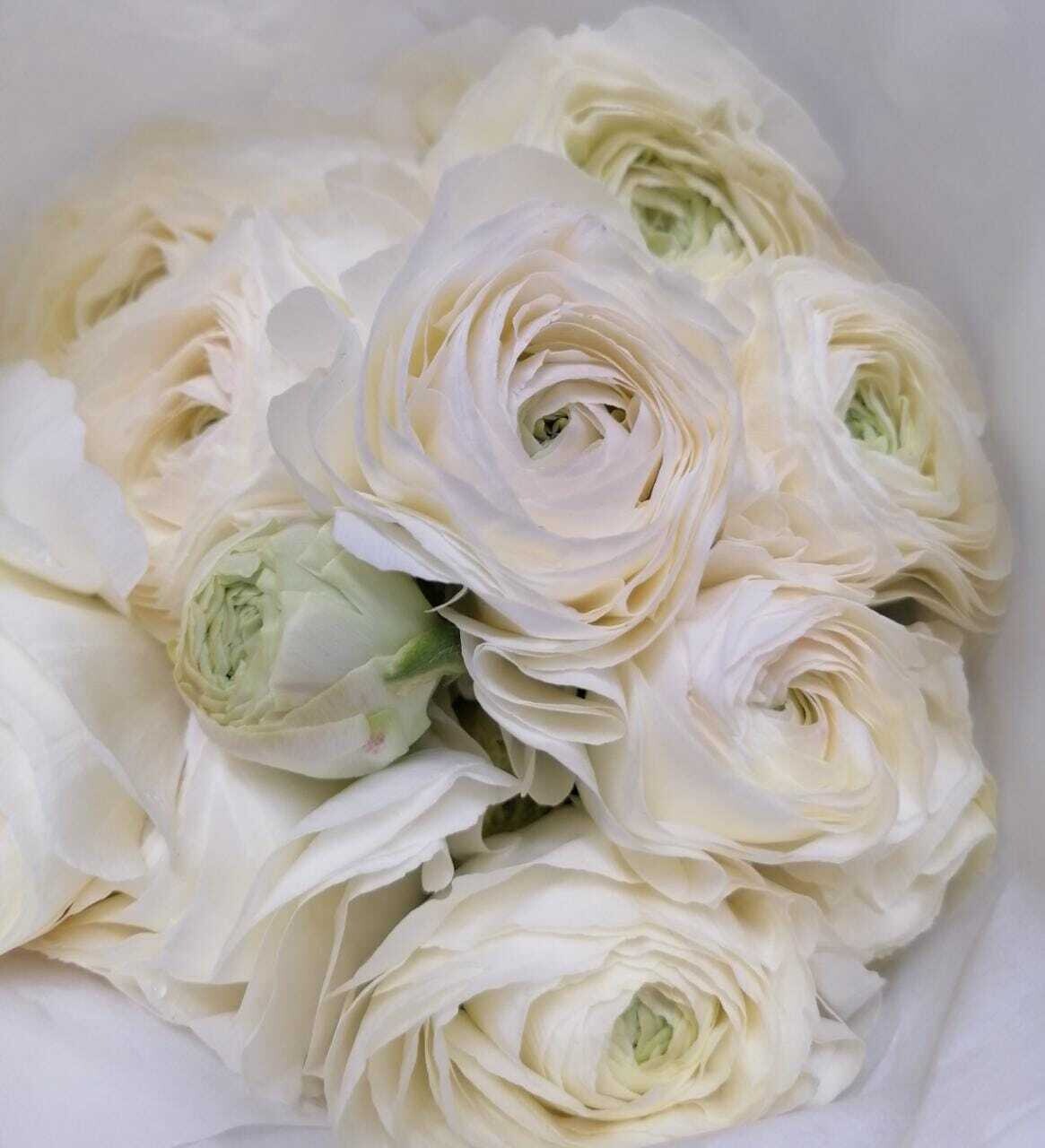 Bunch Of White Ranunculus 10Pcs Bunch Of White Ranunculus 10Pcs