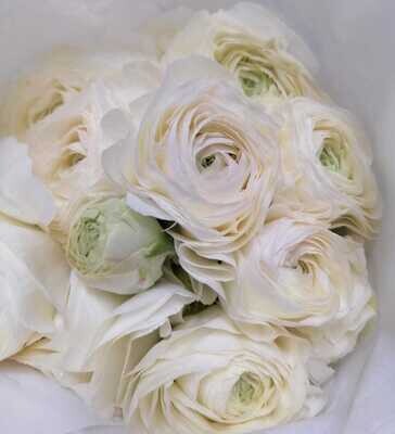 Bunch Of White Ranunculus 10Pcs Bunch Of White Ranunculus 10Pcs