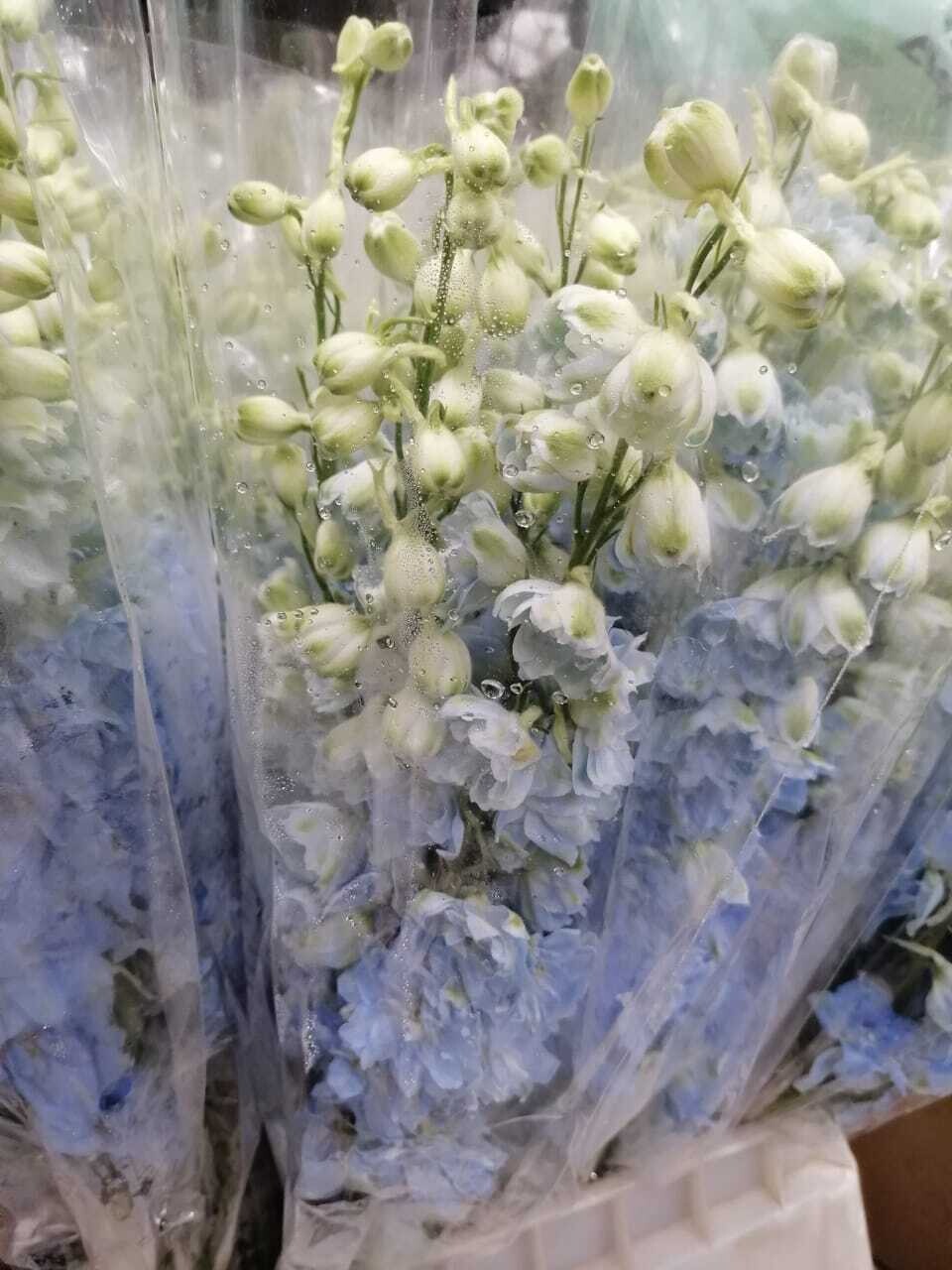 Bunch Of Blue Delphinium 10Pcs Bunch Of Blue Delphinium 10Pcs