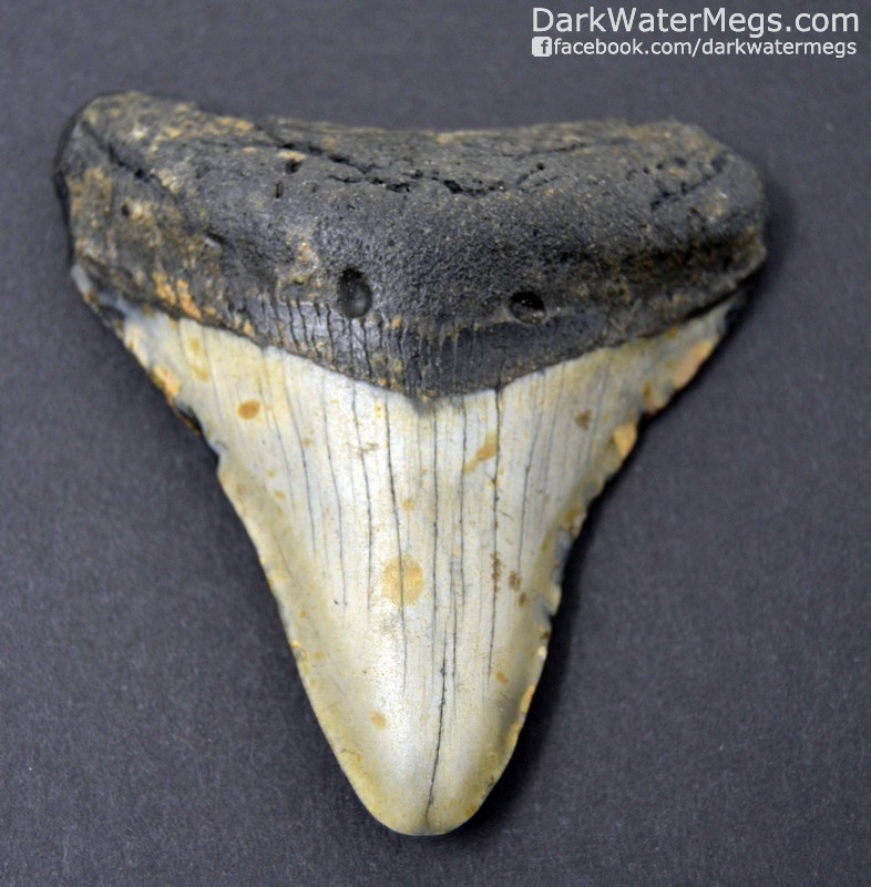3.13" Dark root light blade Megalodon Tooth