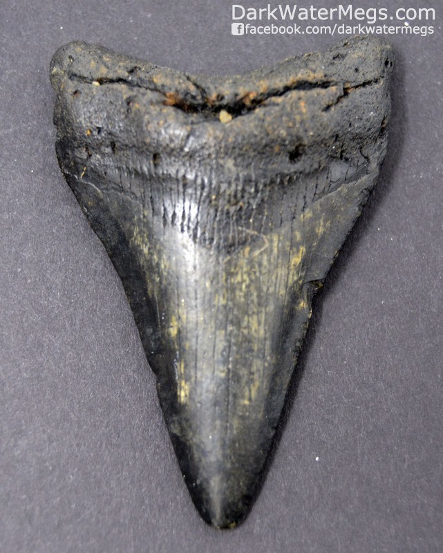 3.12" Shiny Black Lower Megalodon Tooth