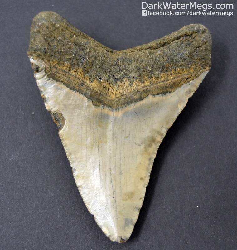3.63" Orange and tan Megalodon Tooth