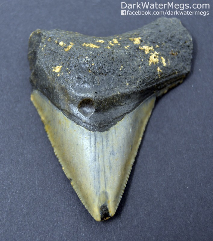 2.88" Small Megalodon Tooth