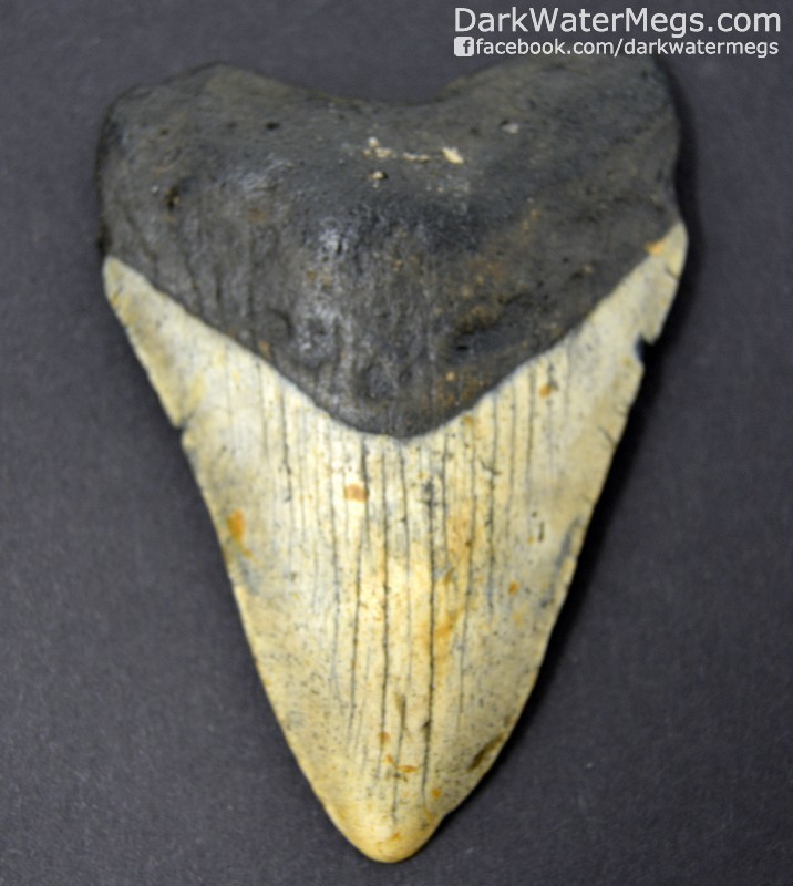 3.58" Symetrical Megalodon Tooth
