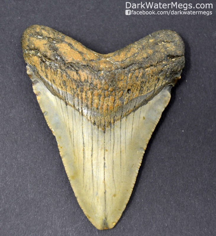 2.97" Light Colored Megalodon Tooth