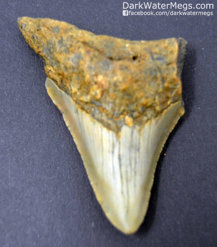 2.70&quot; Orange and grey megalodon tooth