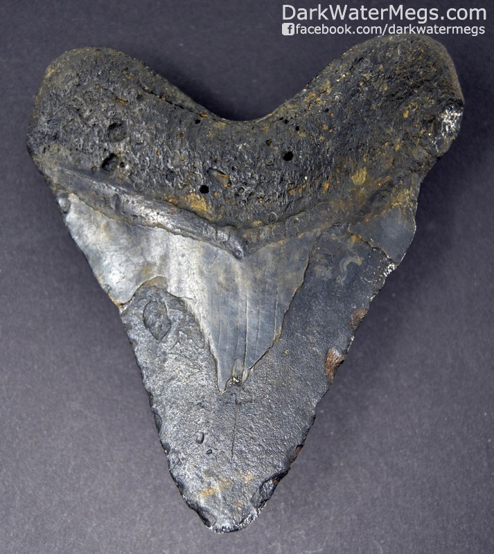 4.85" black megalodon tooth