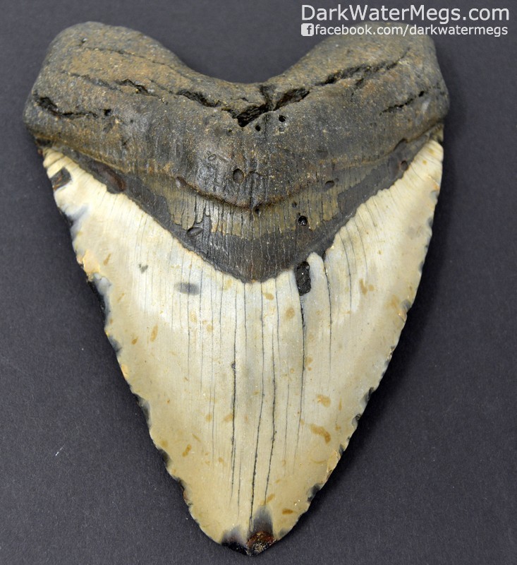 5.86" Giant blond blade megalodon tooth