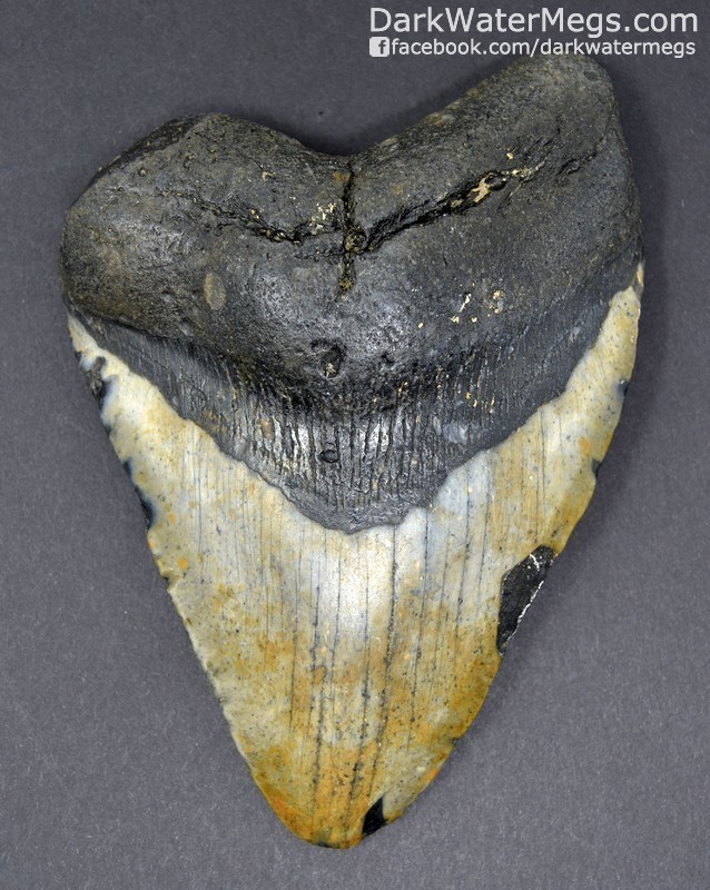 5.59" Large megalodon tooth