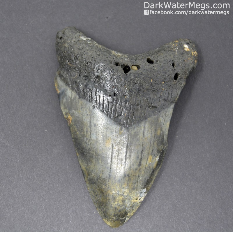 3.35" Dark colored megalodon Tooth